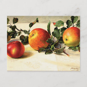 Luscious Apples Postcard