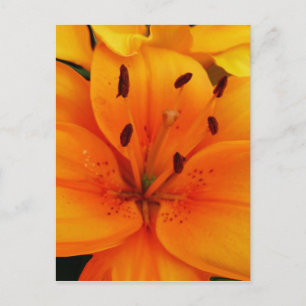 Luscious Apricot Floral Postcard