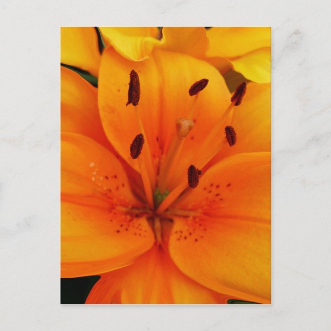 Luscious Apricot Floral Postcard (Front)
