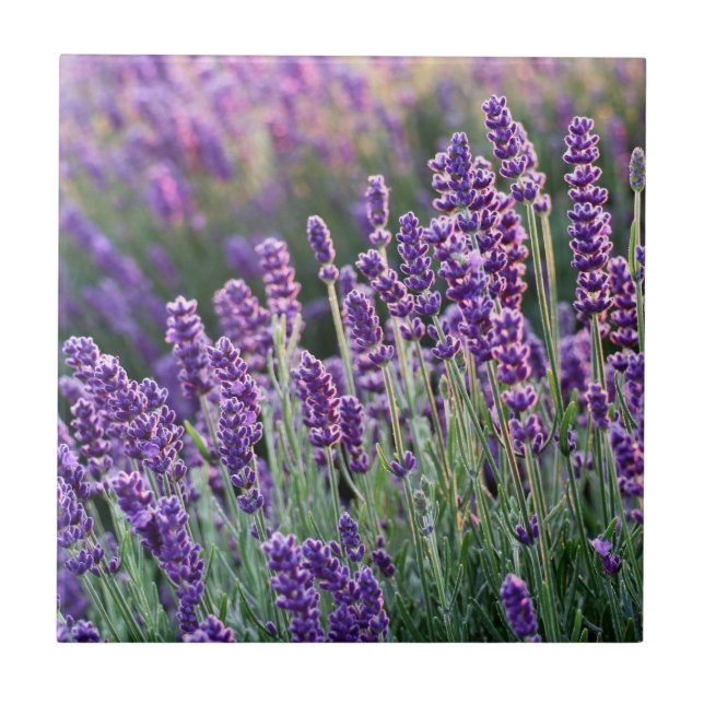 Luscious Lavender  Tile (Front)