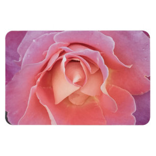 Luscious Pink Rose Magnet