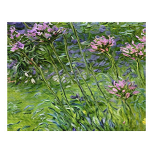 Lush and Vibrant Depiction of Agapanthus Flowers Photo Print