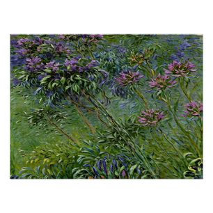 Lush and Vibrant Depiction of Agapanthus Flowers Poster