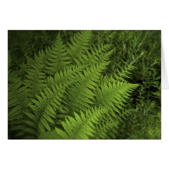 Lush Ferns Card