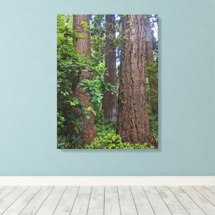 Lush Forest Douglas Fir Trees Photographic Canvas Print