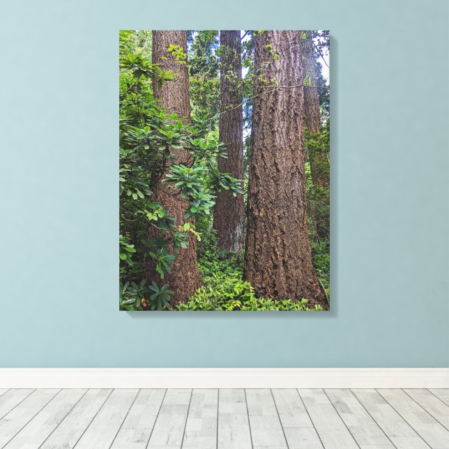 Lush Forest Douglas Fir Trees Photographic Canvas Print (Insitu(Wood Floor))