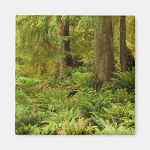 Lush Forest & Ferns Ecola State Park, Oregon Magnet
