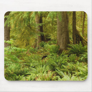 Lush Forest & Ferns Ecola State Park, Oregon Mouse Pad
