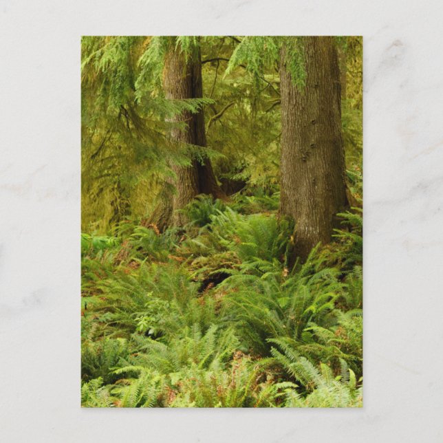 Lush Forest & Ferns | Ecola State Park, Oregon Postcard (Front)