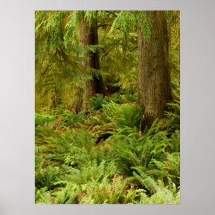 Lush Forest & Ferns Ecola State Park, Oregon Poster