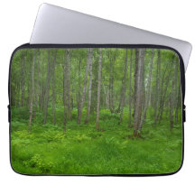 Lush Green Forest Landscape Scene