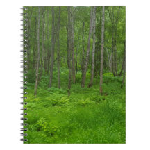 Lush Green Forest Landscape Scene