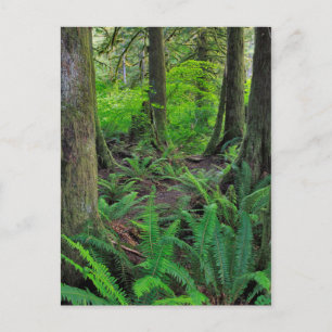 Lush Green Forest Scenic Postcard