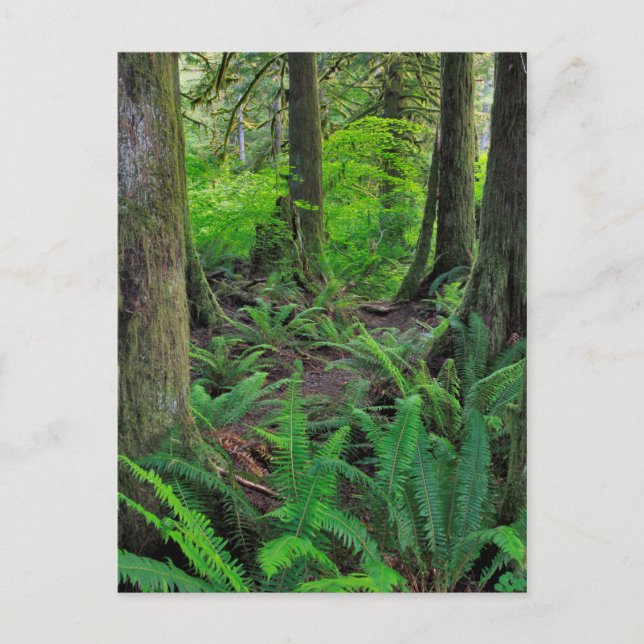 Lush Green Forest Scenic Postcard (Front)