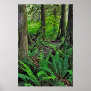 Lush Green Forest Scenic Poster