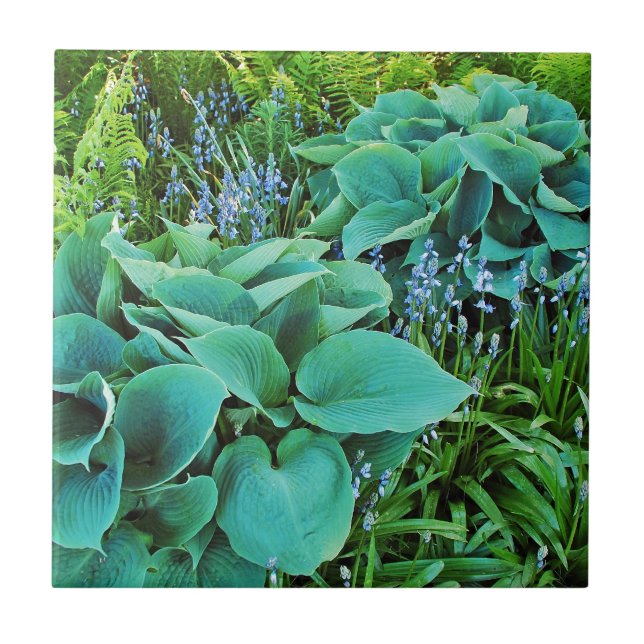 Lush green hosta and fern plant garden tile (Front)