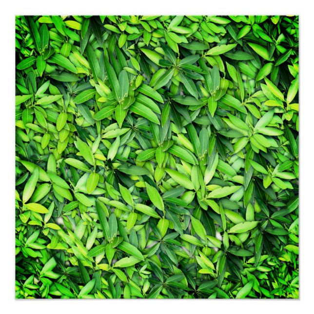 Lush Green Leaves Pattern – Nature Botanical  Poster (Front)