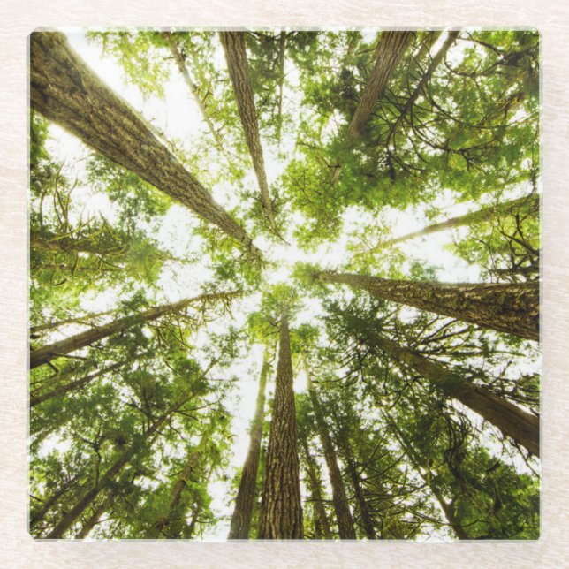 Lush Green Rain Forest Glass Coaster (Front)