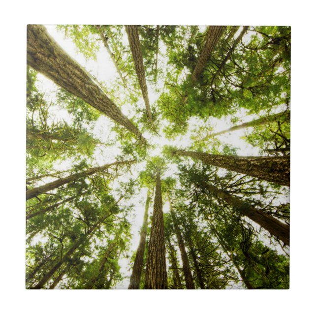 Lush Green Rain Forest Tile (Front)