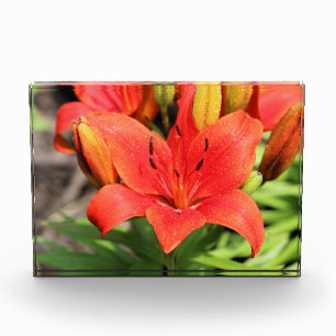 Lush lily photo block