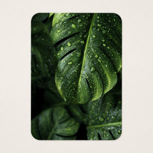 Lush Monstera Leaves with Morning Dew Drops