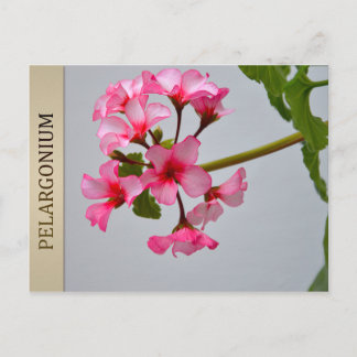 Lustra Pelargonium Postcard