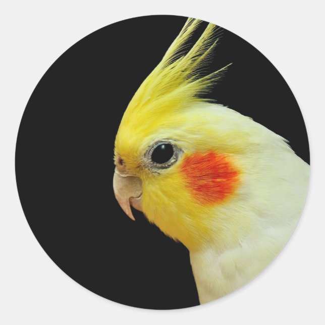 Lutino Cockatiel Classic Round Sticker (Front)
