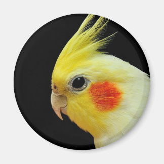 Lutino Cockatiel Magnet