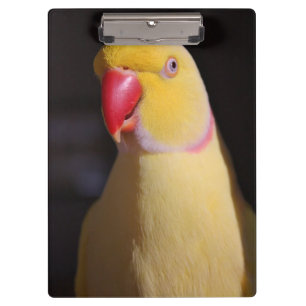 Lutino Indian Ringneck Parakeet Beak Clipboard