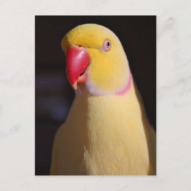 Lutino Indian Ringneck Parakeet Beak Postcard (Front)