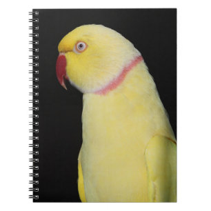 Lutino Indian Ringneck Parakeet Pose Notebook