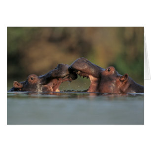 Lutte contre les hippopotames (Hippopotame Amphibi