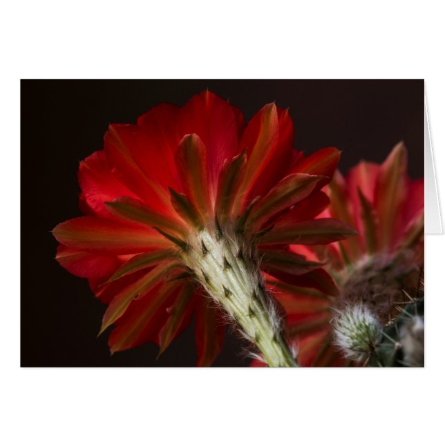 Lutte tout autour (Devant horizontal)