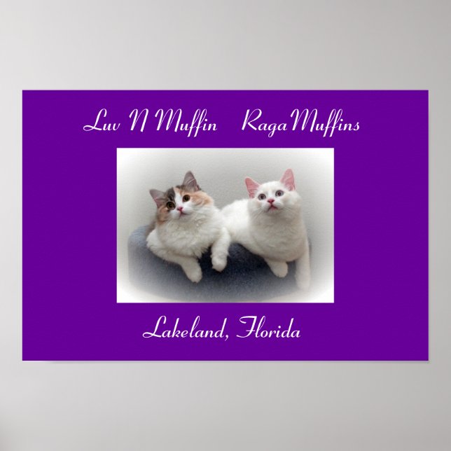 Luv N Muffin RagaMuffin Cats & Kittens Poster (Front)