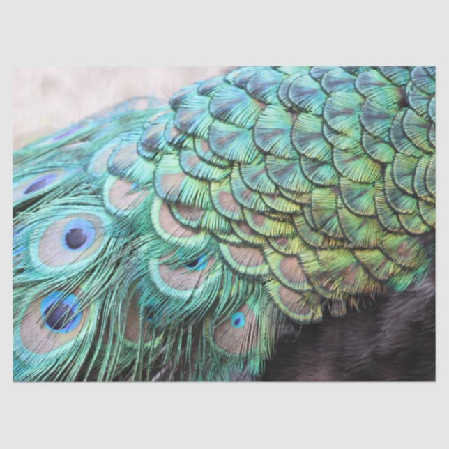 Luxurious Elegant Boho Teal Peacock Feathers Tissue Paper (Front)