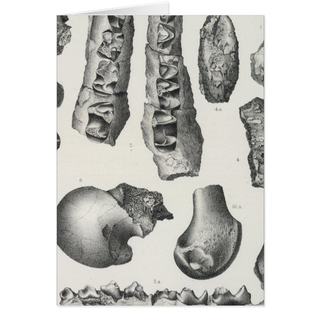 LV Coryphodon simus (Front)