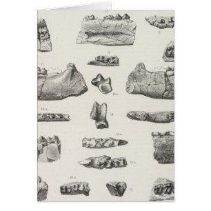 LXVI Hyracotherium, Meniscotherium