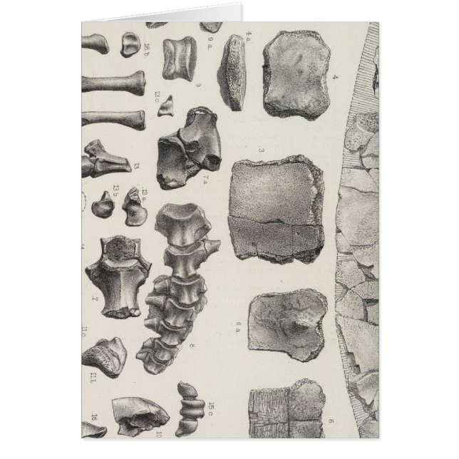 LXVII Testudo, Vultur (Front)