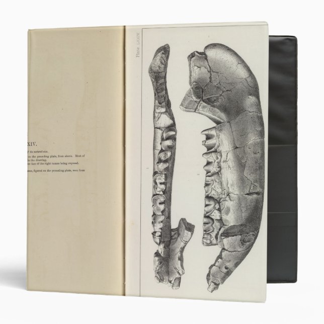 LXXIV Aphelops Binder (Front/Inside)