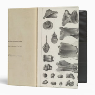 LXXVIII Procamelus occidentalis Binder