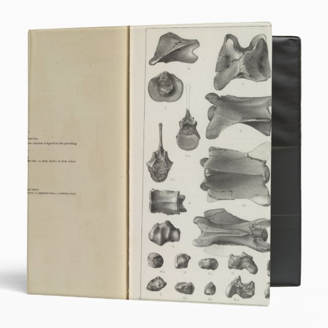 LXXVIII Procamelus occidentalis Binder (Front/Inside)