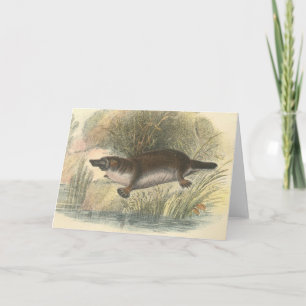 Lydekker - Platypus Card