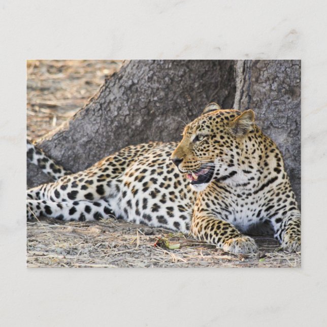 Lying Down Leopard On A Ground  Postcard (Front)