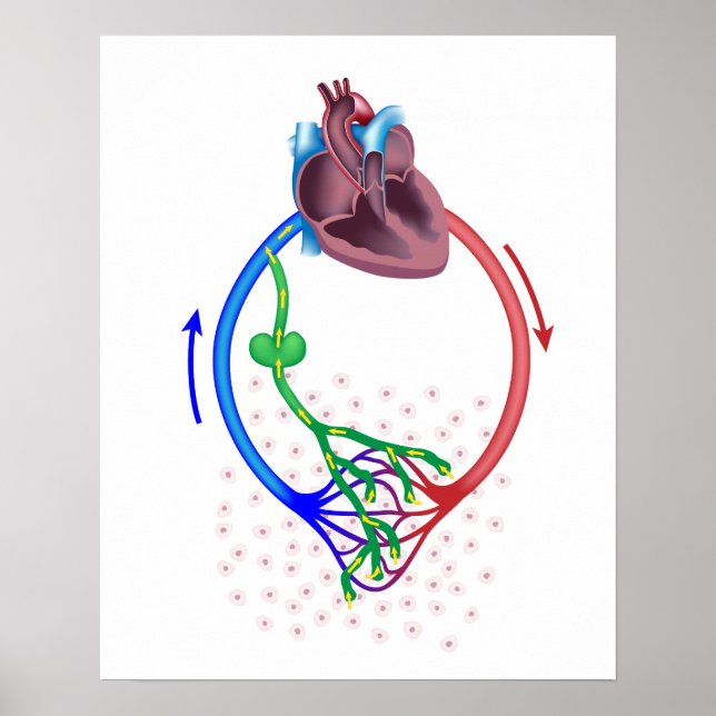 lymph fluid drainage diagram poster (Front)