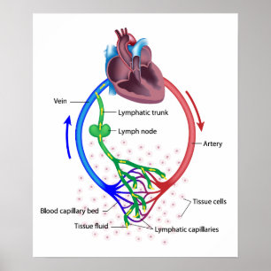 lymph fluid exchange labelled diagram poster