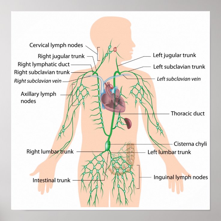 thoracic duct netter