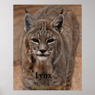 Lynx 5214 poster
