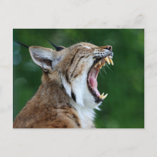 Lynx, bobcat beautiful photo postcard