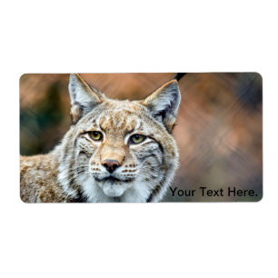 Lynx Bobcat Wildlife
