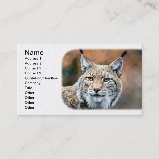 Lynx Bobcat Wildlife Predator Cat Business Card (Front)